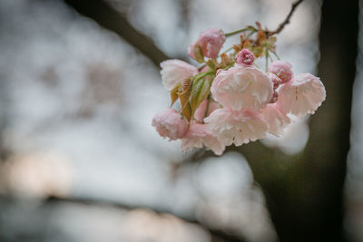 Close-up of pink flowers