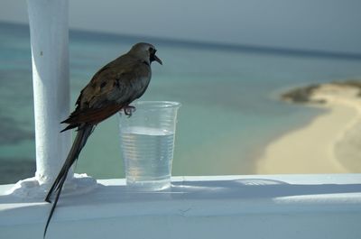 Bird perching on a glass