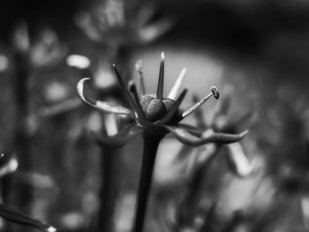 Close-up of flowering plant