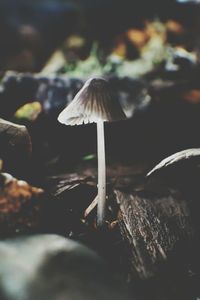 Close-up of mushrooms