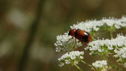 Close-up of butterfly pollinating on flower