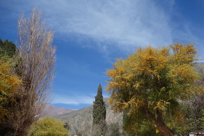 Trees against sky during autumn