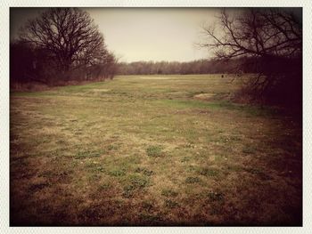 Bare trees on grassy field