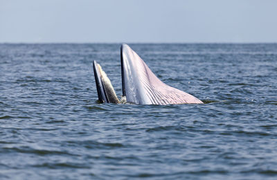 Sailboat in sea