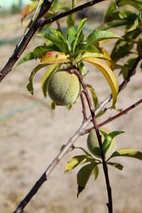 Close-up of fruit growing on tree