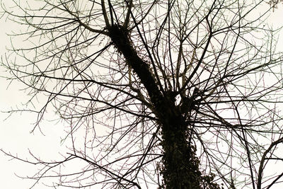 Low angle view of tree against sky