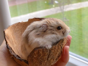 Close-up of hand holding animal