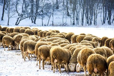 Herd of sheep in snow