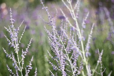 Close-up of purple flowering plants on field