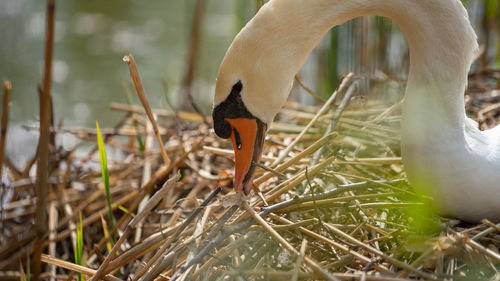 Close-up of a bird on field