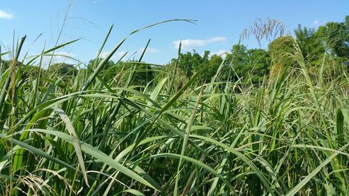 Plants growing in field