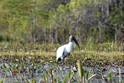 Bird perching on grass