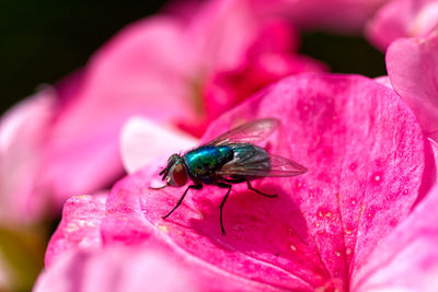 Close-up of honey bee on pink flower