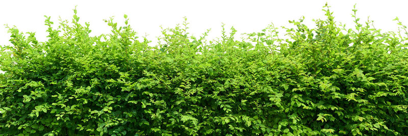 Close-up of fresh green leaves against sky