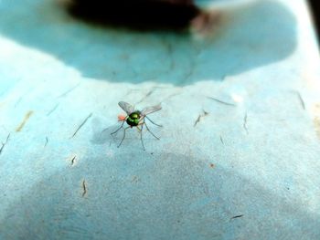 Close-up of housefly