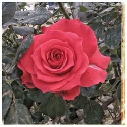 Close-up of rose blooming outdoors