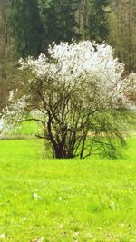 Trees growing on grassy field