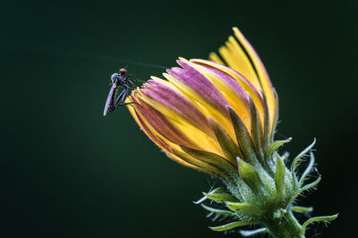 Close-up of insect on purple flower