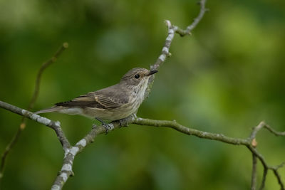 Close-up of bird perching on branch