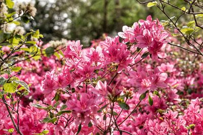 Close-up of pink cherry blossom