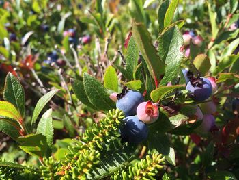 Close-up of fruits growing on tree