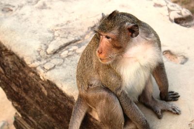 High angle view of monkey sitting on cliff