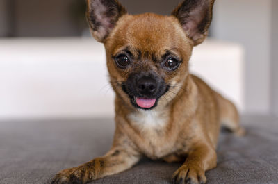 Close-up portrait of a dog at home