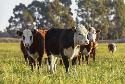 Cows grazing on field