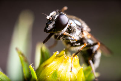 Close-up of insect on flower