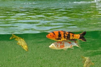 High angle view of fish swimming in lake