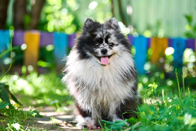 Portrait of dog on field