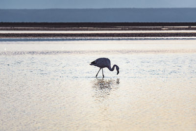 Birds on beach