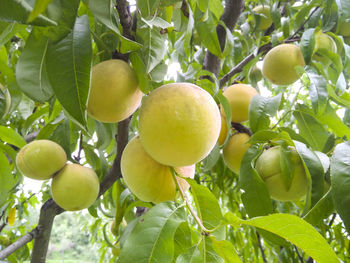 Low angle view of oranges growing on tree