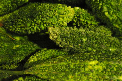 Close-up of green leaves