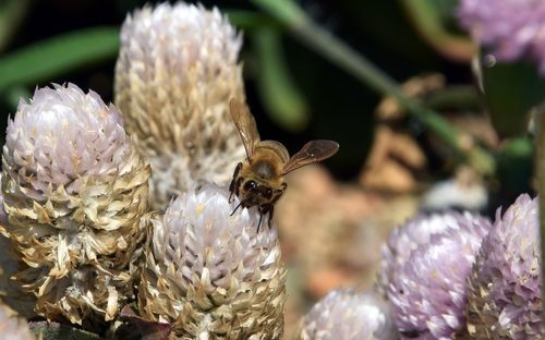 Close-up of honey bee on flower