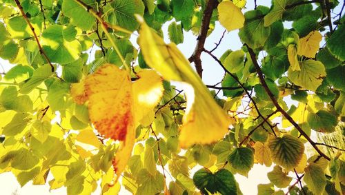 Low angle view of yellow fruit on tree