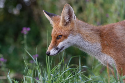 Juvenile red fox exploring the rural environment