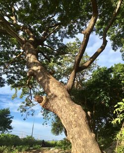 Low angle view of tree in forest