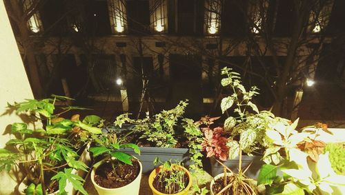 Potted plants on the wall