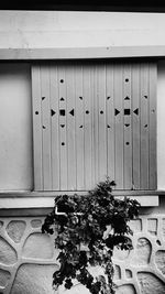 Close-up of potted plants against building