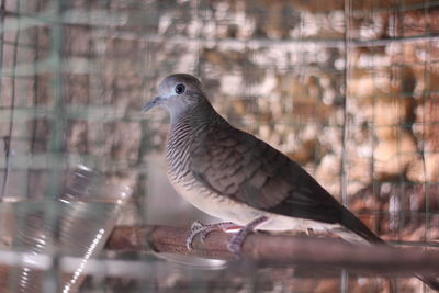 Close-up of bird perching on a tree