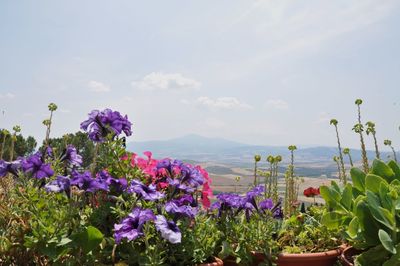 Close-up of purple flowers in sea