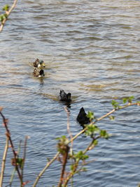 Ducks swimming in lake