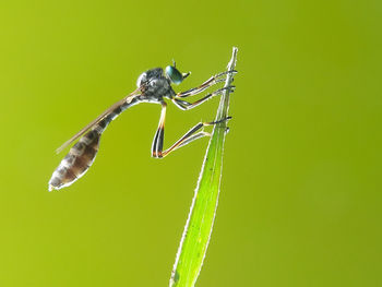 Close-up of grasshopper