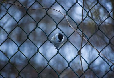 Close-up of bird seen through chainlink fence