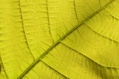 Full frame shot of leaf