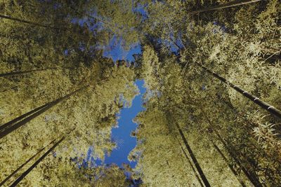 High angle view of reflection of trees in lake