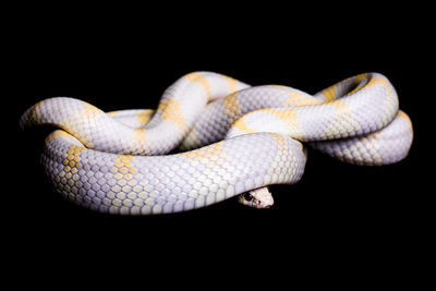 Close-up of snake against black background