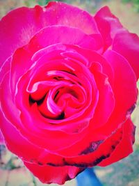 Close-up of rose blooming outdoors