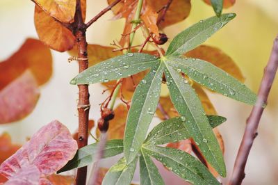 Close-up of wet plant leaves